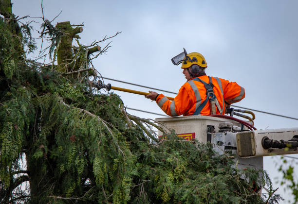 Best Storm Damage Tree Cleanup  in Southwood Acres, CT