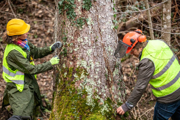 Best Tree Preservation Services  in Southwood Acres, CT