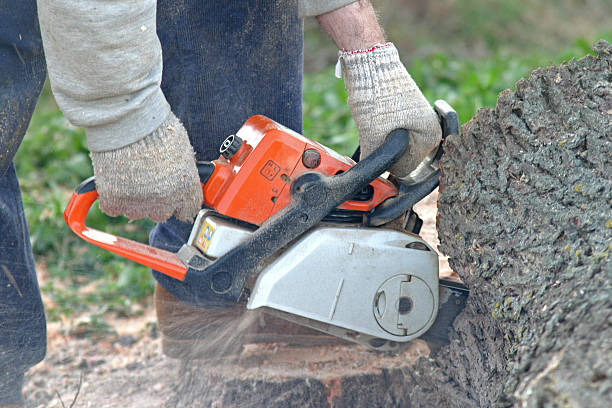 How Our Tree Care Process Works  in  Southwood Acres, CT