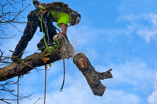 Best Fruit Tree Pruning  in Southwood Acres, CT