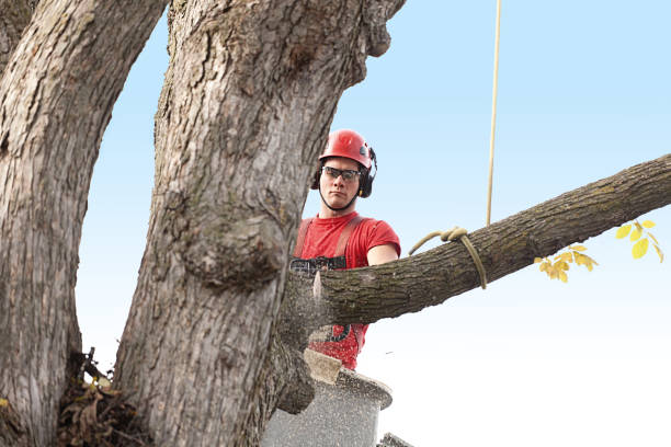 Best Tree Maintenance Programs  in Southwood Acres, CT